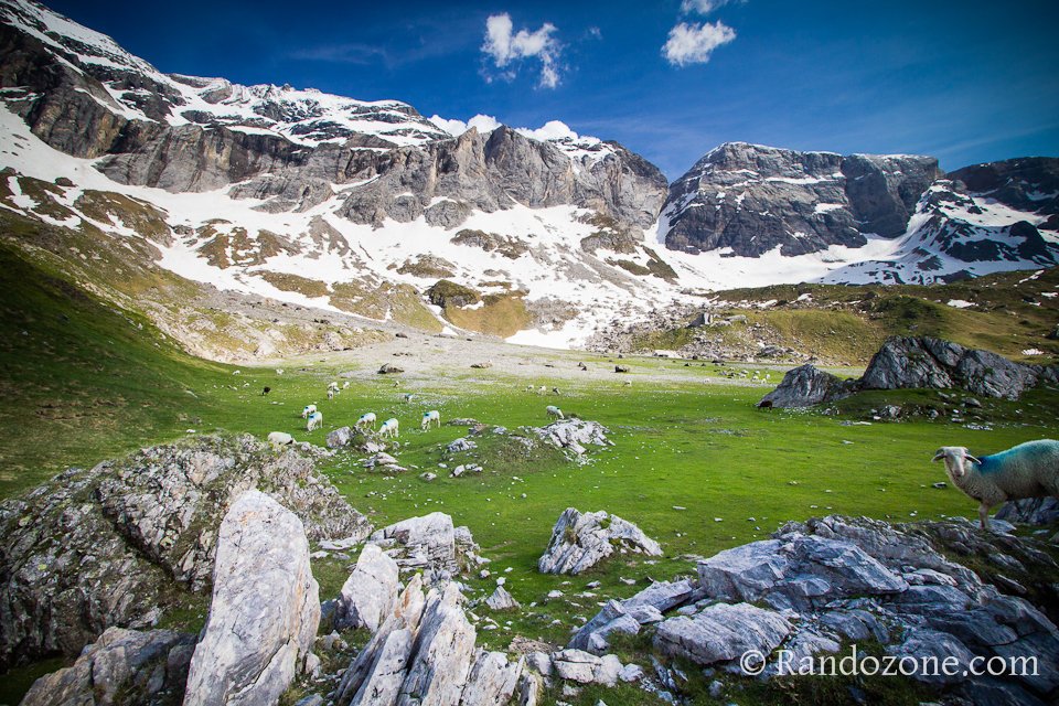Moutons dans le cirque de Troumouse