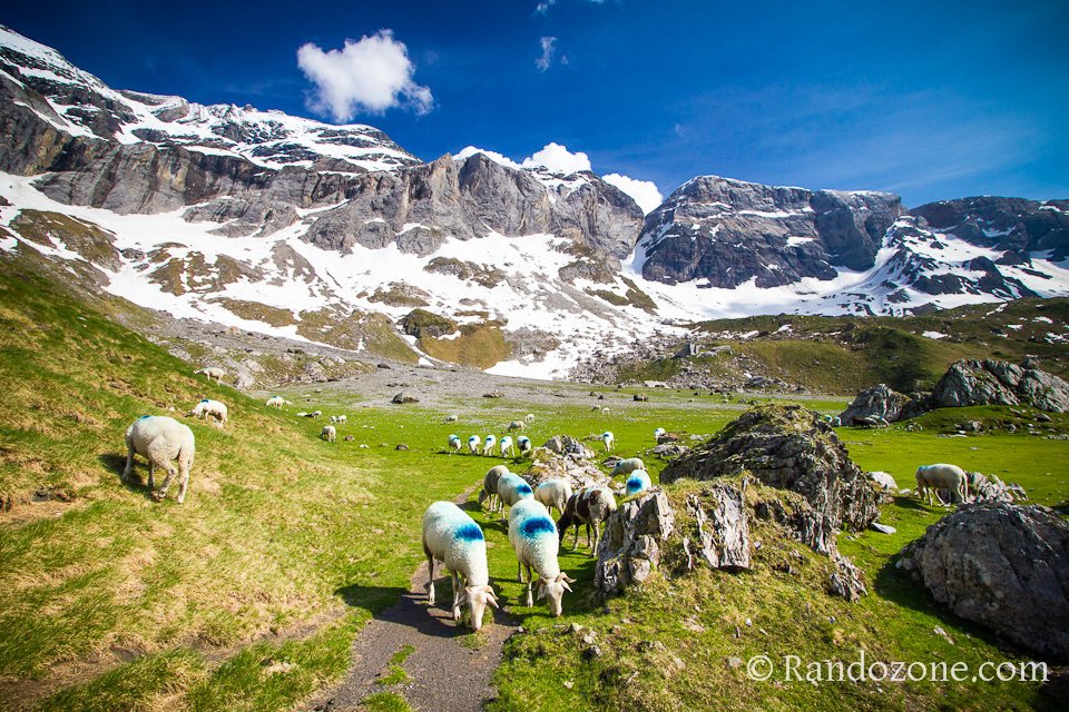 Les moutons de Troumouse