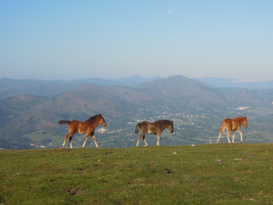 Pottok au Pays Basque, sur la rando