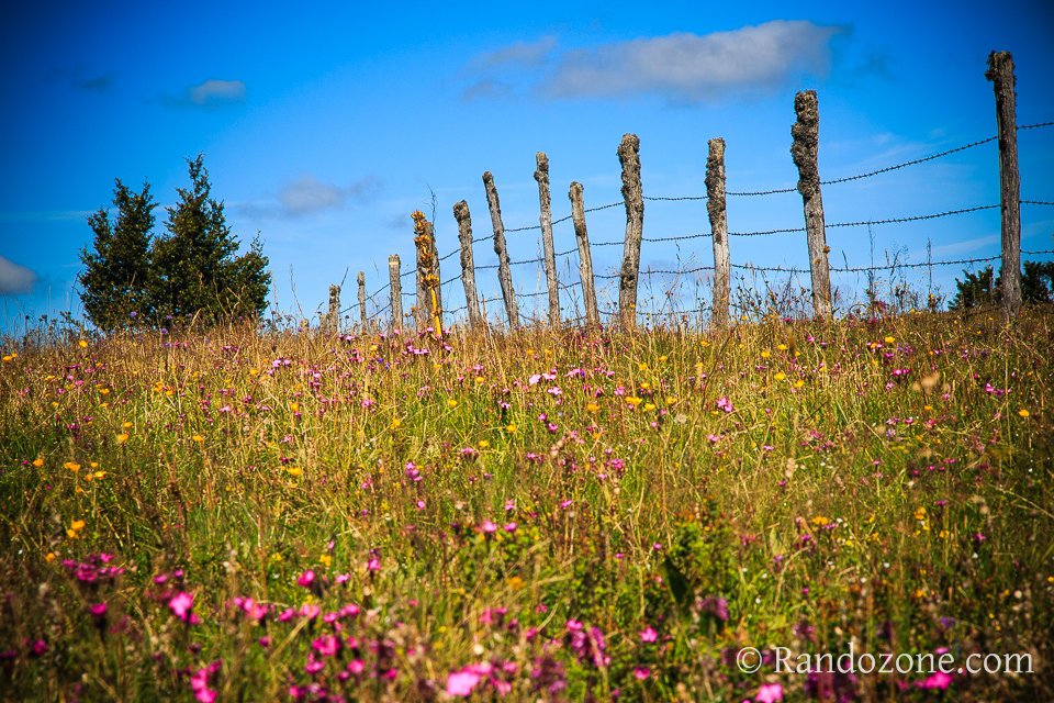 L'Aubrac est bien color avec toutes ces fleurs