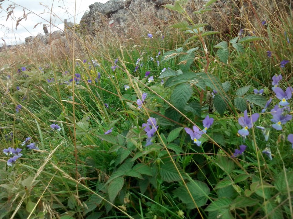 les chemins de l'Aubrac