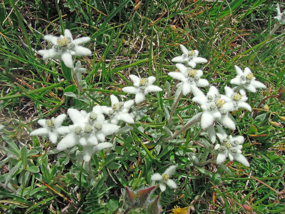 Edelweiss dans les Pyrnes