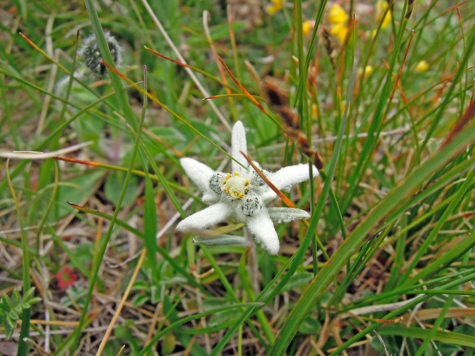 Edelweiss Pyrnes Espagnoles