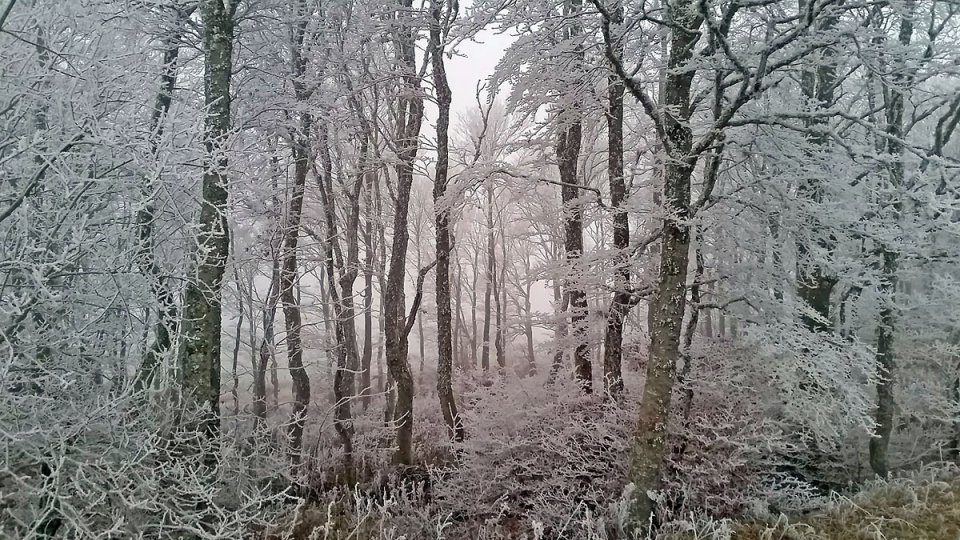Dans la fort domaniale d'Aubrac