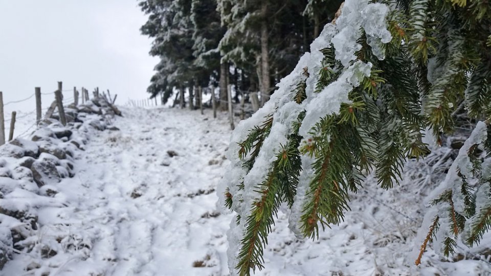 Draille et sapin gels