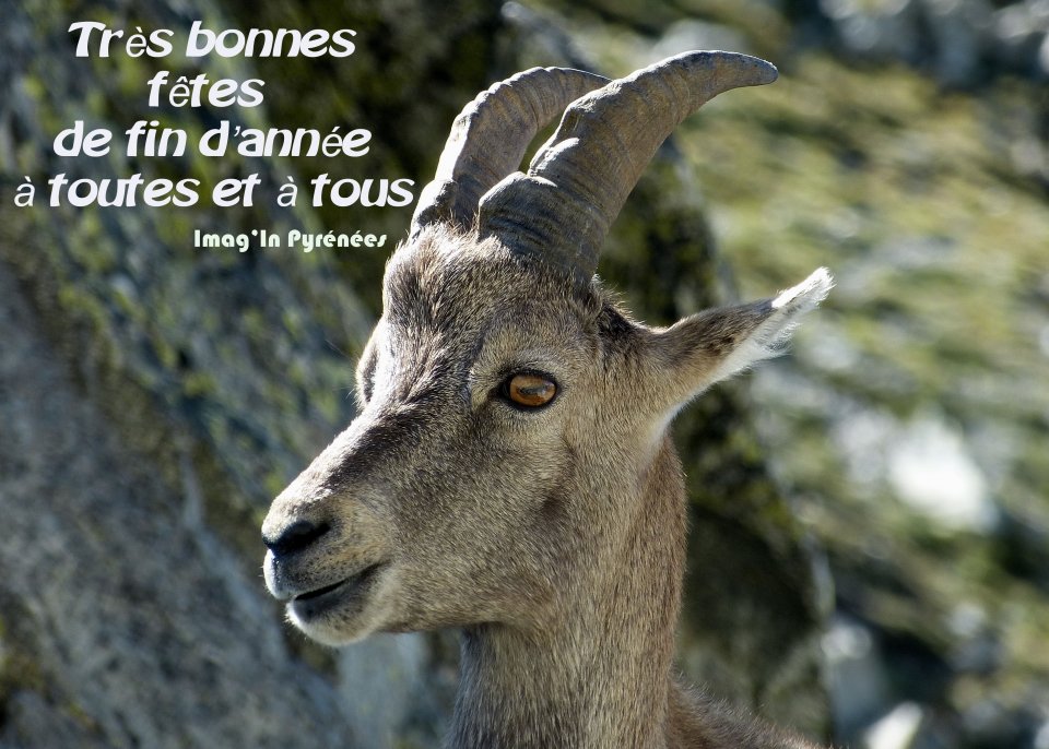 Mercantour - Bonnes ftes de fin d'anne