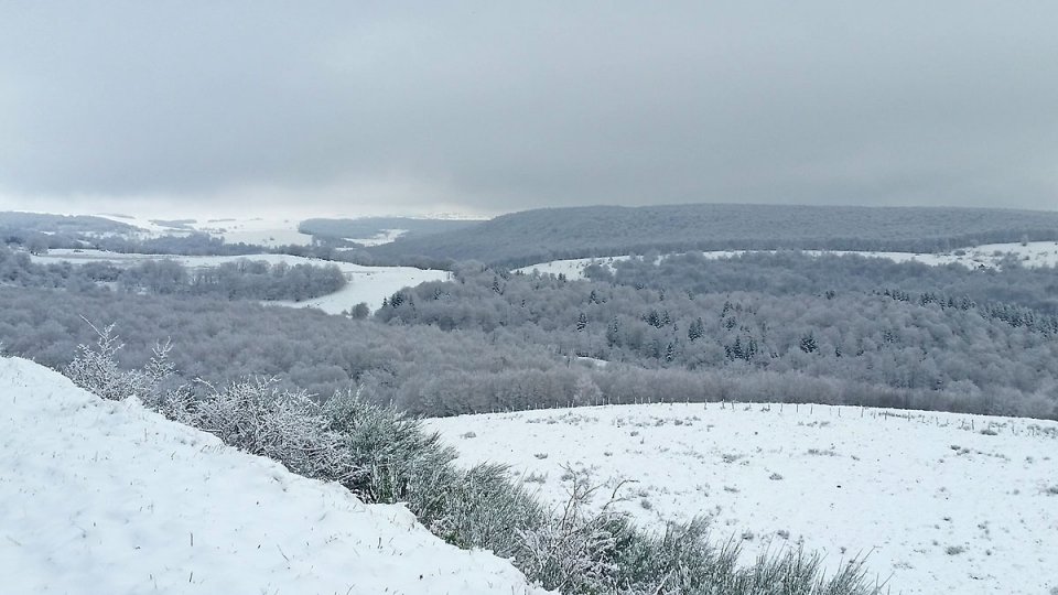 La fort est recouverte de neige