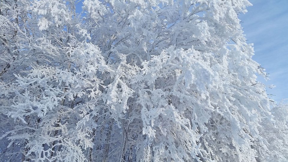 Arbre recouvert de neige au petit matin