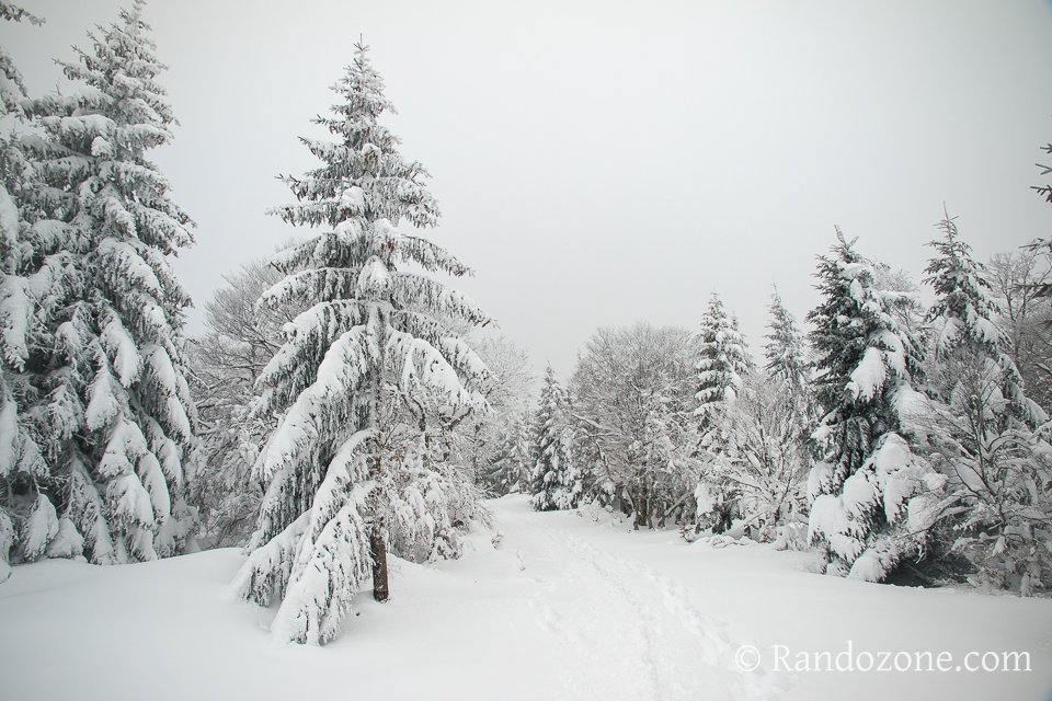 Blanc comme neige