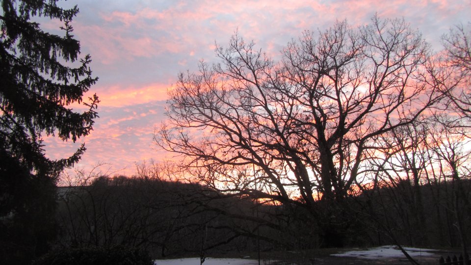 Dbut de coucher de soleil sur le bois