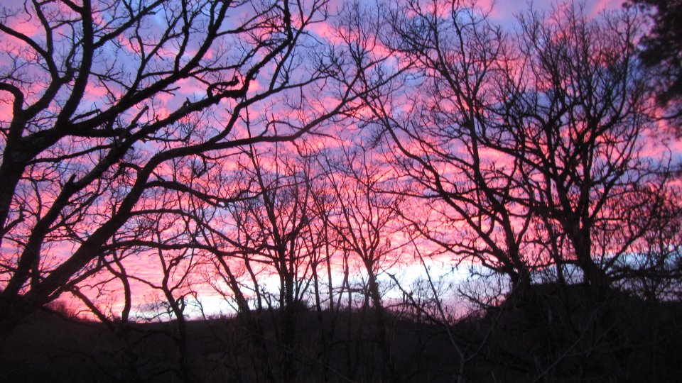 Le ciel s'embrase  travers les arbres