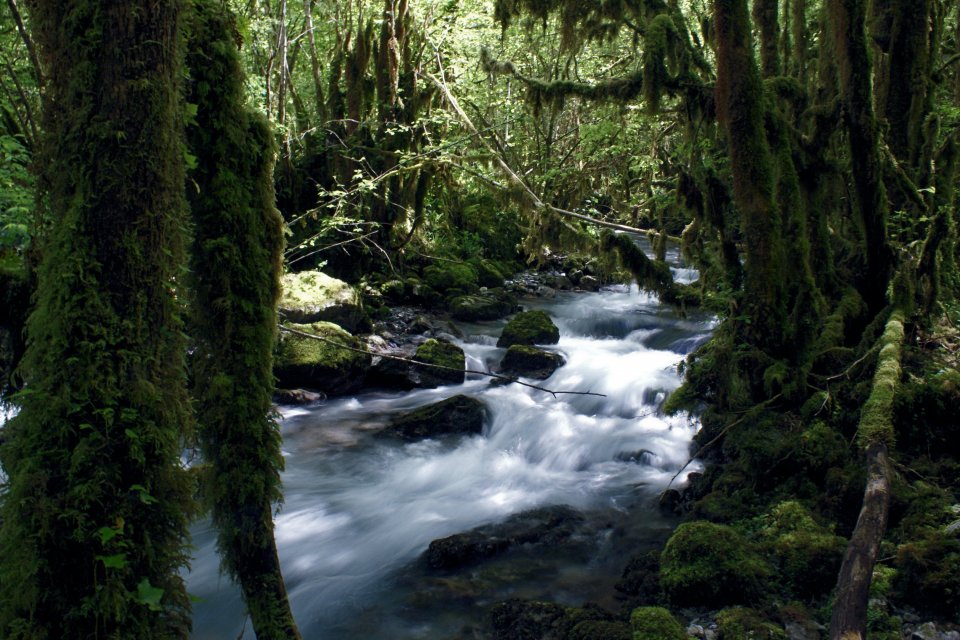 Ruisseau du Gourgue d'Asque