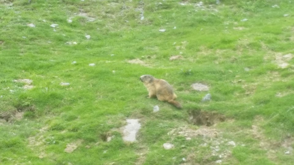 Les belles marmottes des Pyrnes sont de retour :)