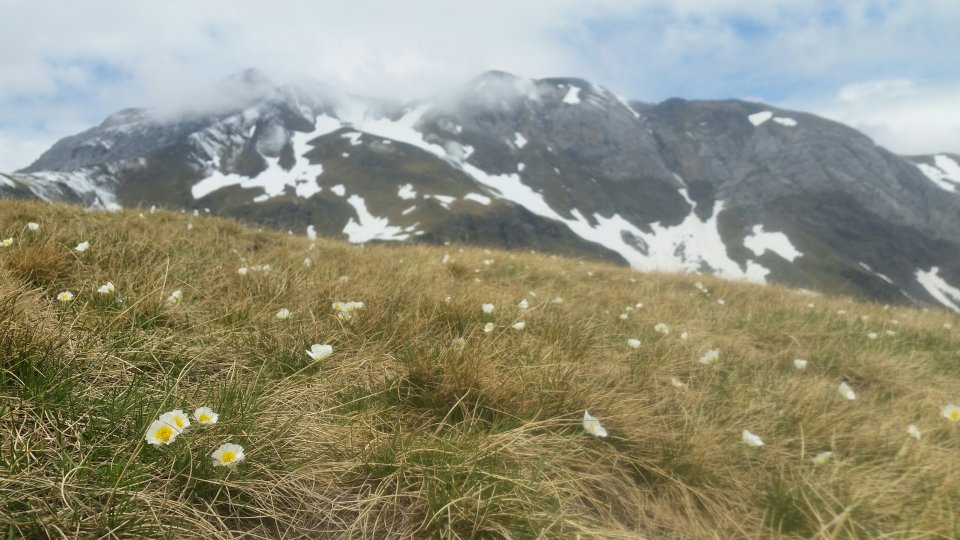 Vers le Col de Tentes bien fleuri