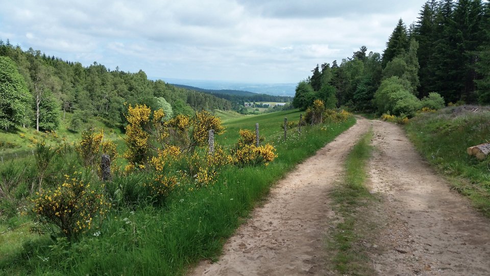 Chemin forestier sur le retour