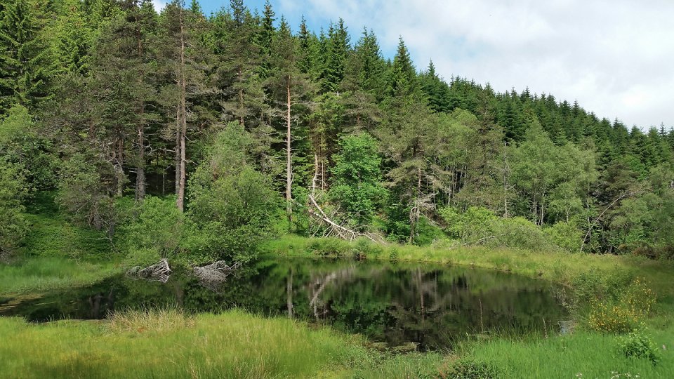 Lac noir dans la fort sur le retour