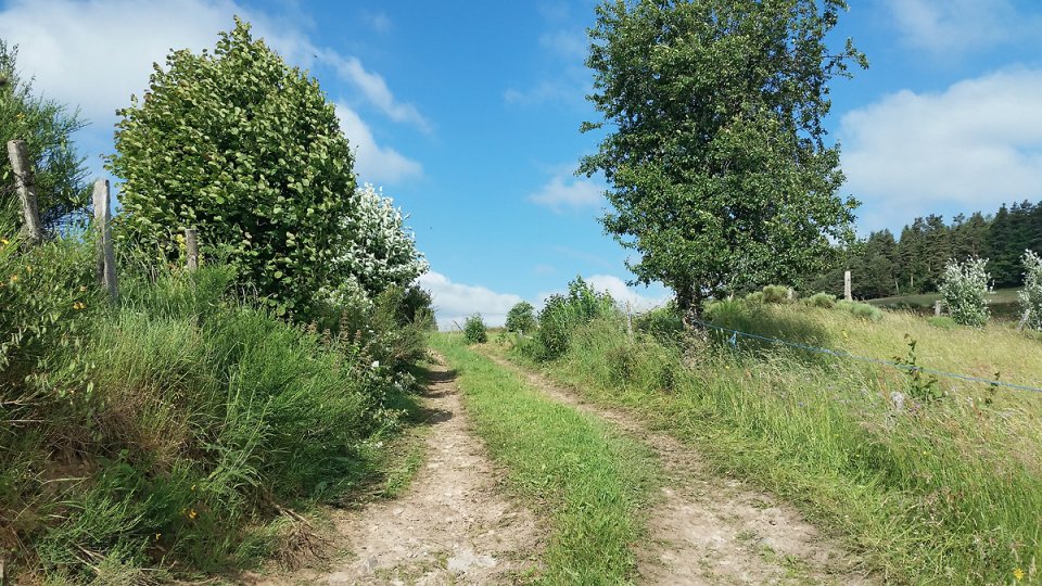 Chemin entre les prs