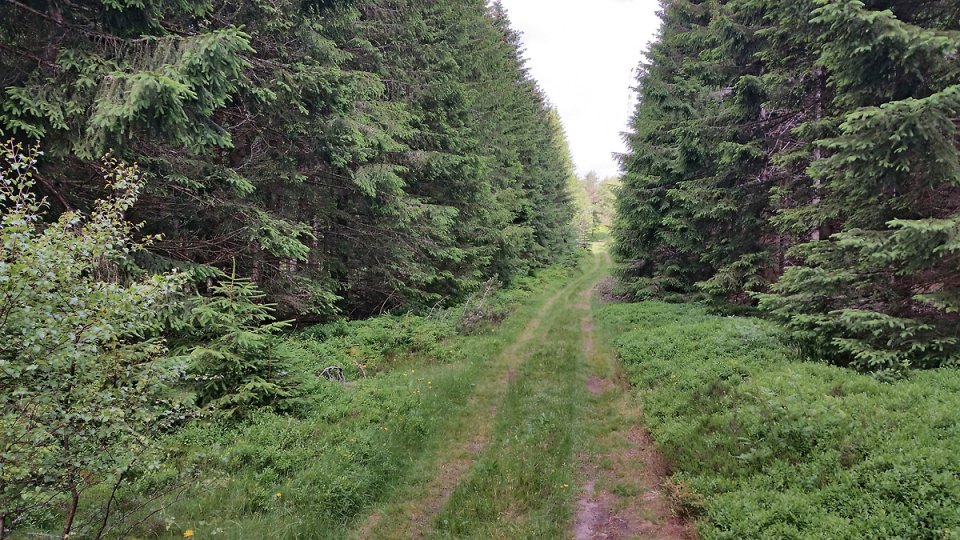 Sentier bord� de bois pr�s du sommet du puy