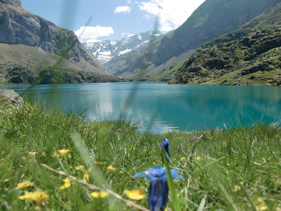 Fleurs au lac des Gloriettes