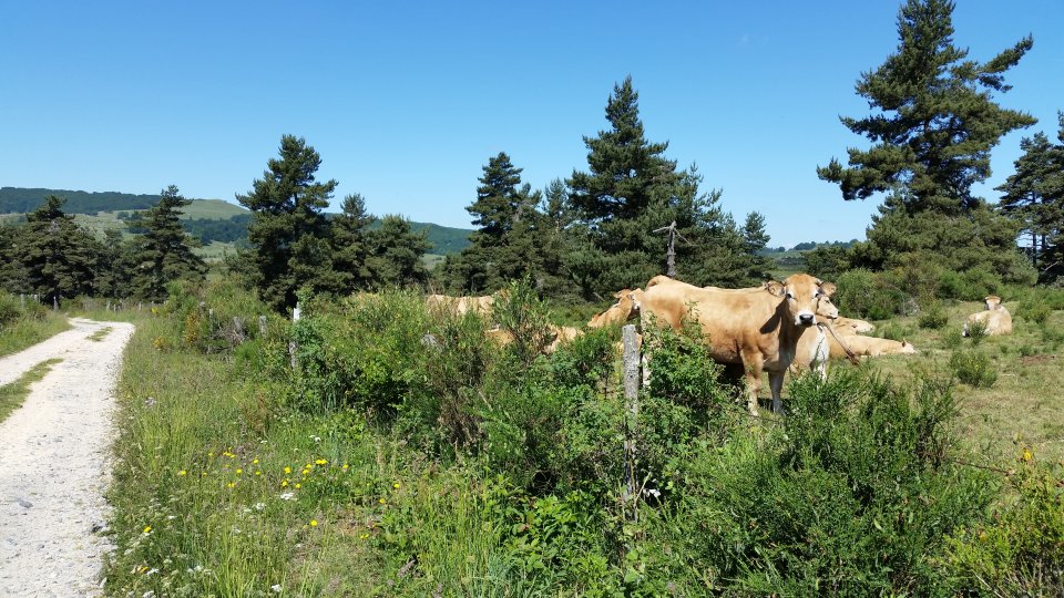 Les belles vaches d'Aubrac