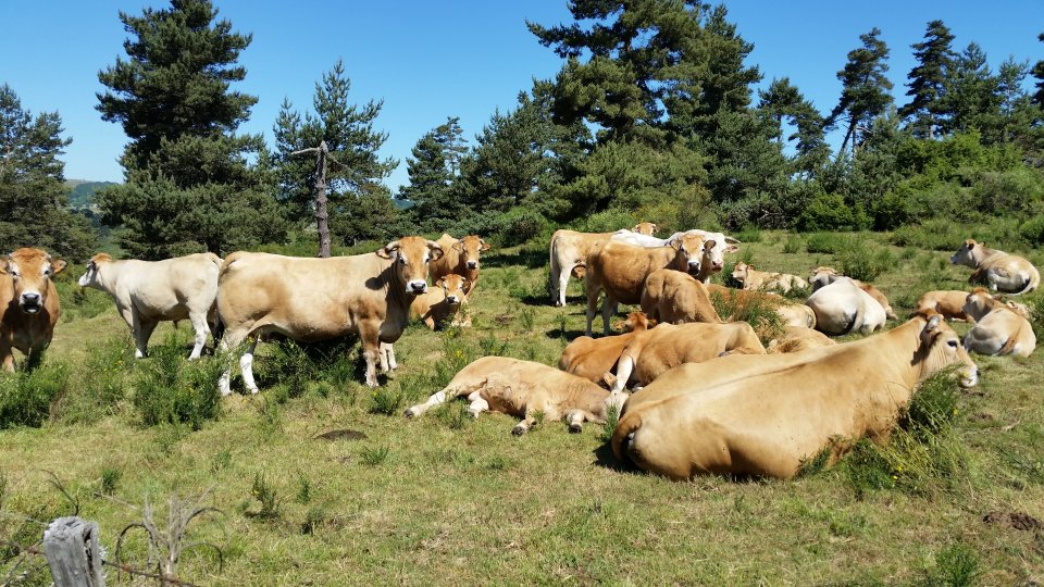 Troupeau de vaches d'Aubrac