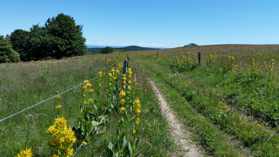 Chemin bord� de fleurs de gentianes