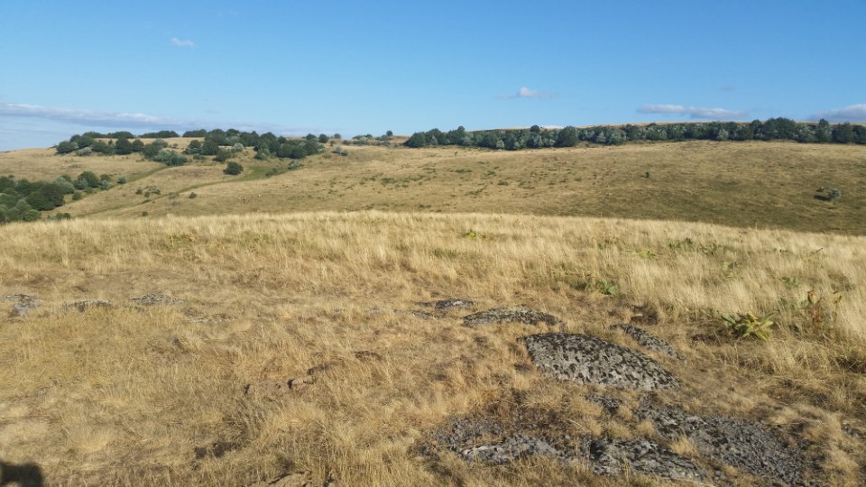 L'herbe dor�e par le soleil