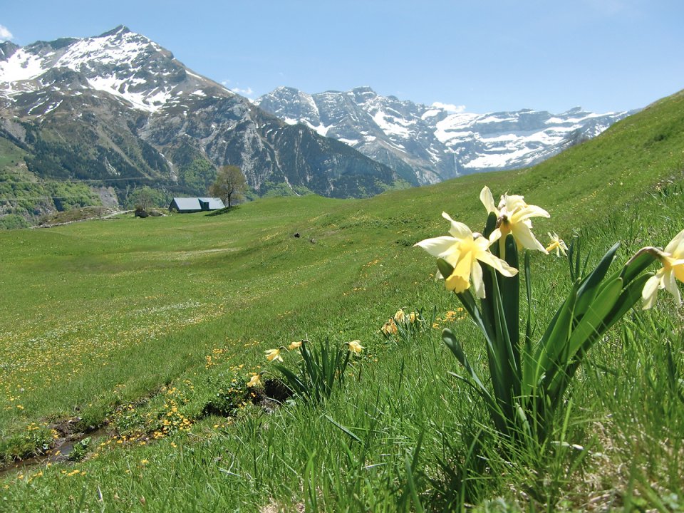 Jonquilles face au Pimn