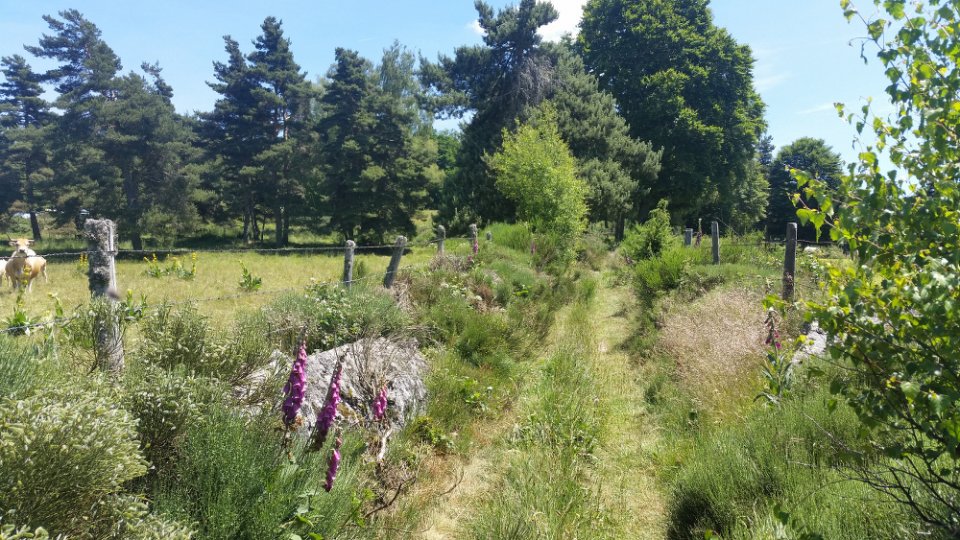 Mont�e dans la for�t