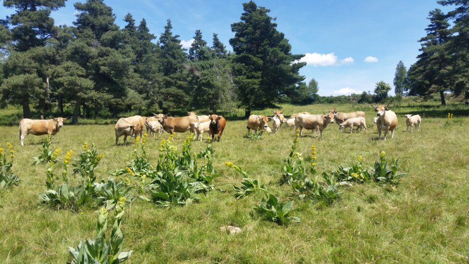 Troupeau de vaches 