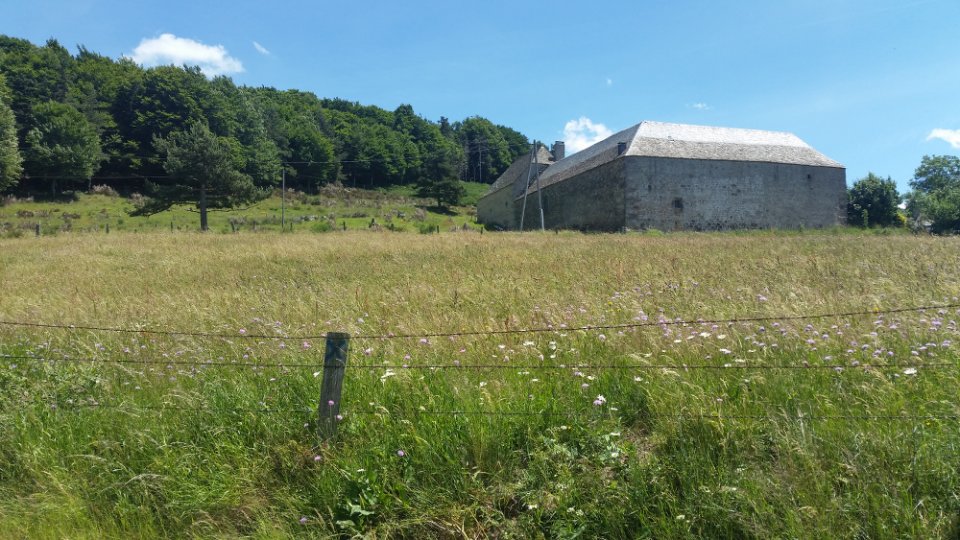 Champs de fleurs le long du sentier