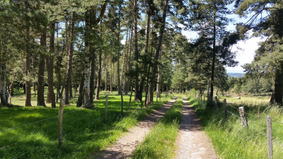 Passage sous les sapins