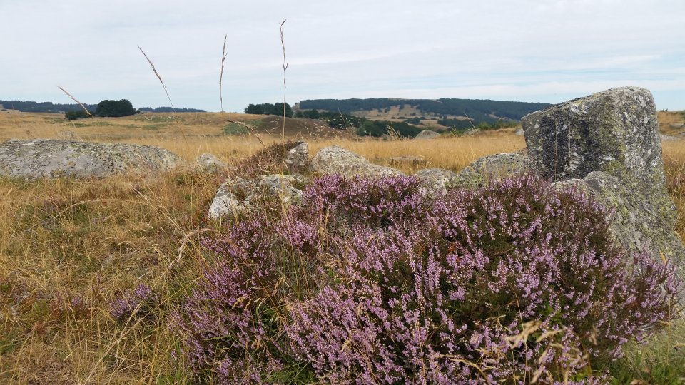 Bruy�re en fleur et granit