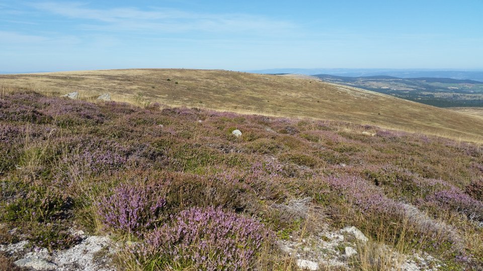 Bruy�re pr�s du Mont Loz�re