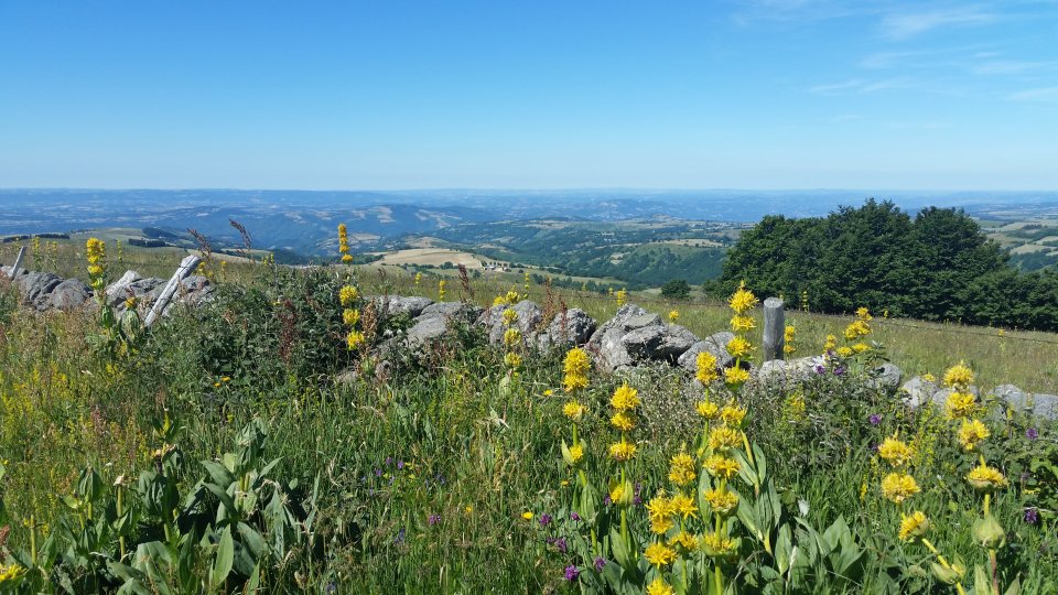 Vue sur la Valle du Lot et gentianes