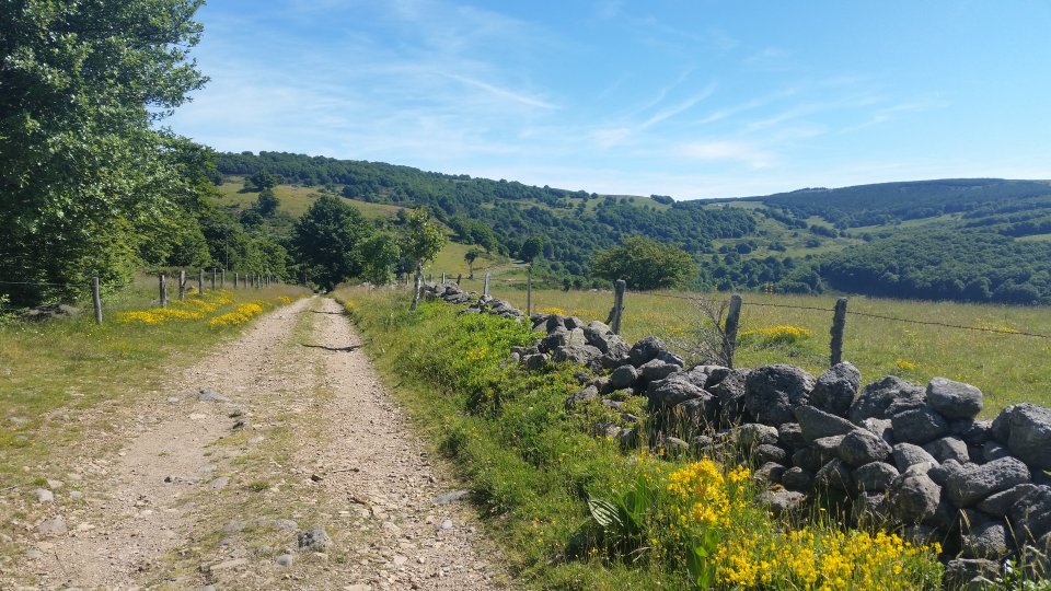 Le long du chemin fleuri