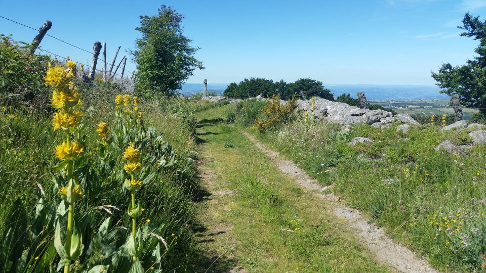 Gentiane au bord du chemin