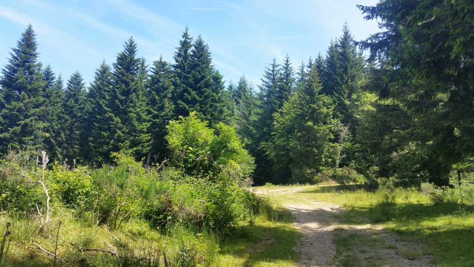 Dans la for�t calme et ombrag�e