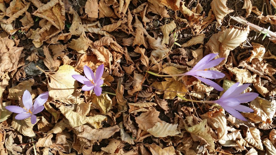 Colchiques et feuilles d'automne