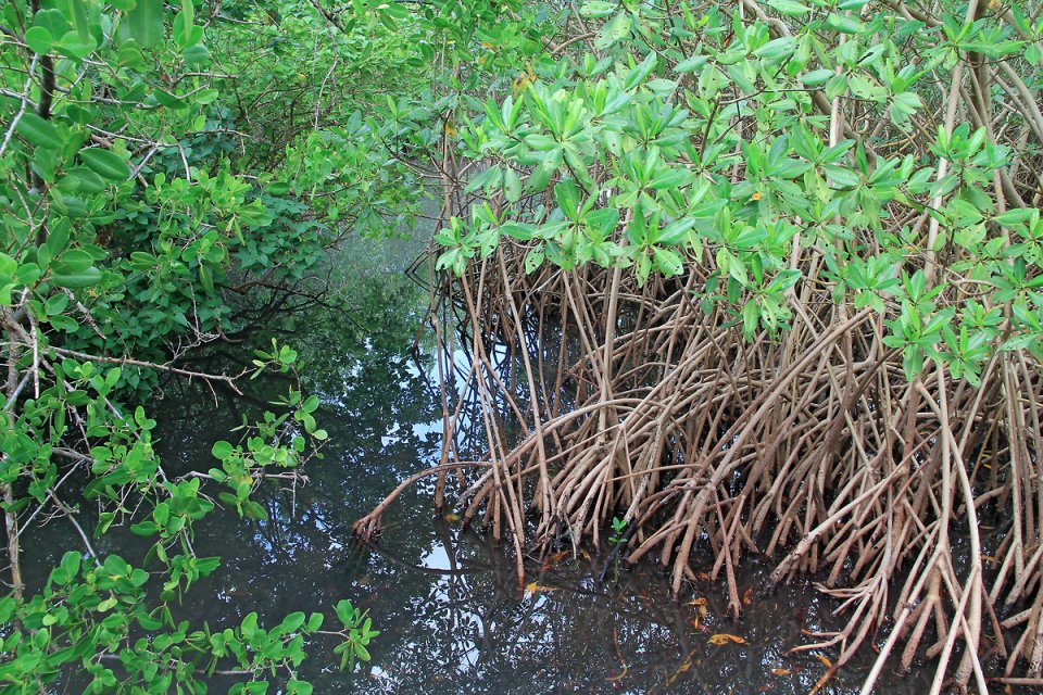 Eau sombre dans le marais en Guadeloupe