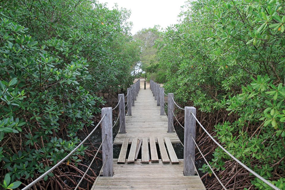 Sur un pont en bois dans la mangrove en Guadeloupe