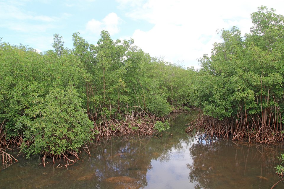 V&eacute;g&eacute;tation dense autour de nous dans la mangrove