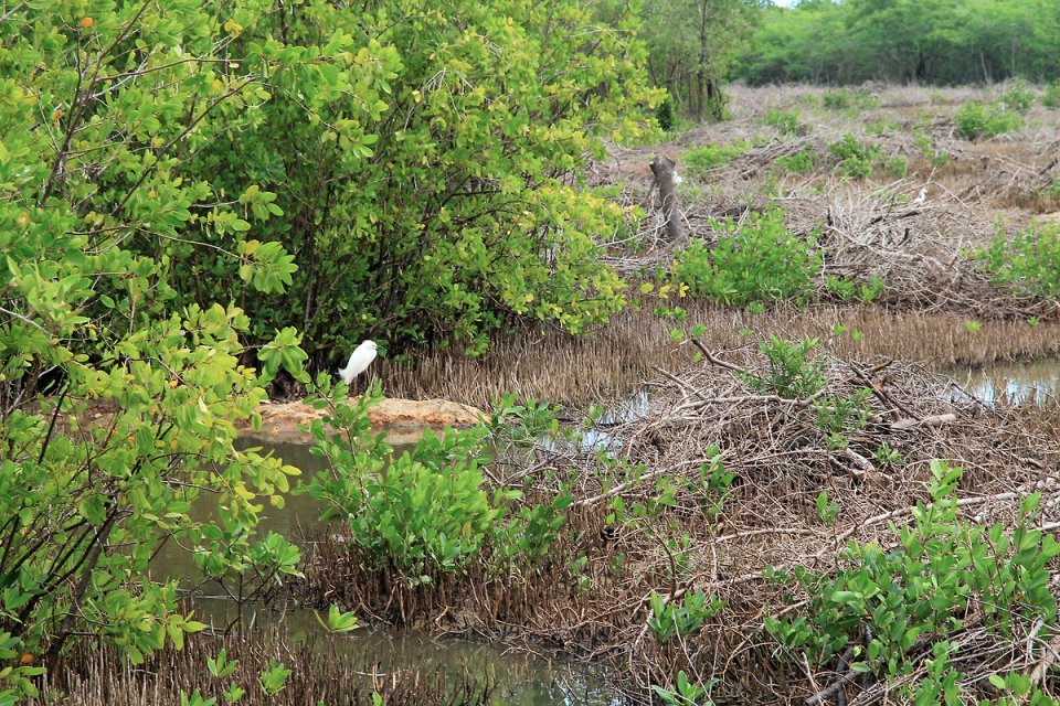 H�ron garde-boeuf dans le marais