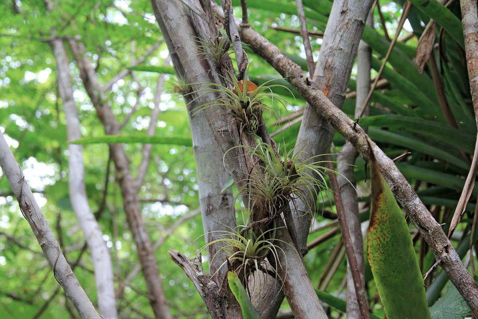 La flore du marais est surprenante