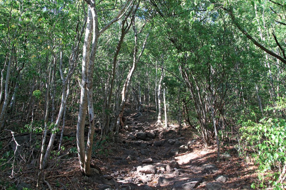 Le chemin grimpe trs raide dans la foret sche