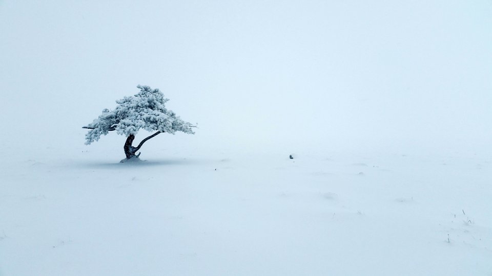 Arbre solitaire non loin de la boralde de Poujade