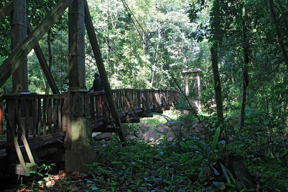 Passerelle dans la for�t de la pluie