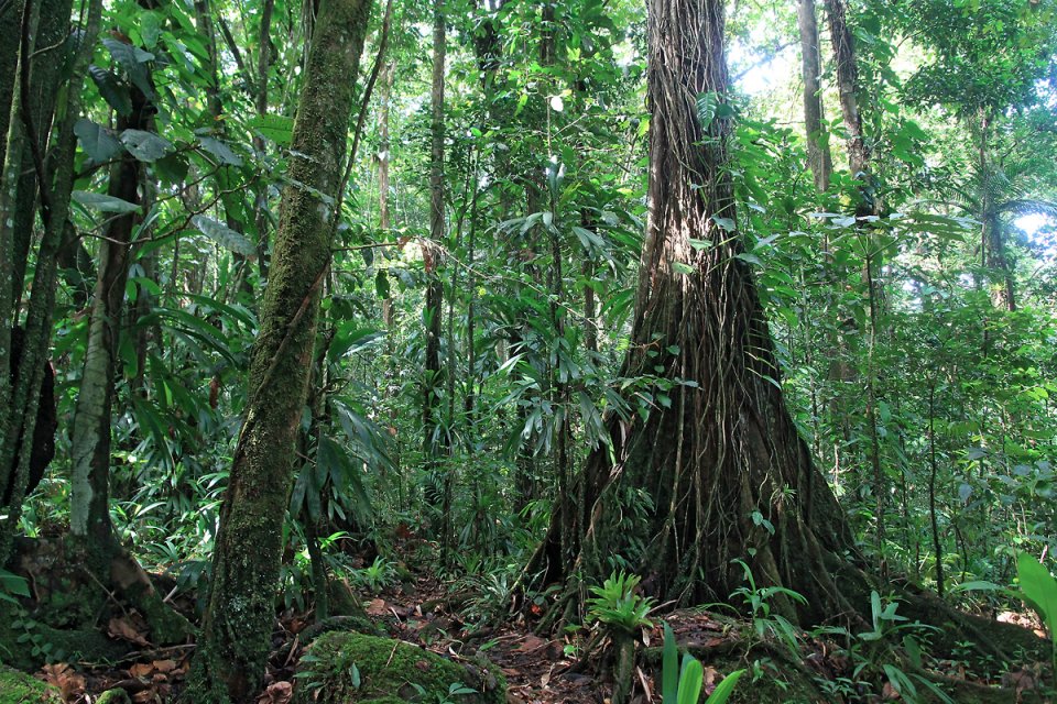 La v�g�tation est dense et luxuriante