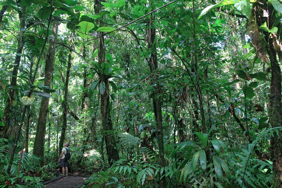 Les arbres sont si hauts qu'on ne voit pas leur cime