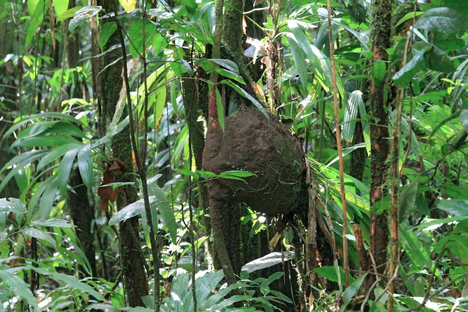 Dans la v�g�tation